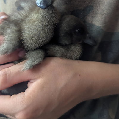 Navigator profile picture