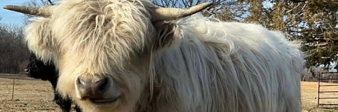 Charlie Daniels profile cover image