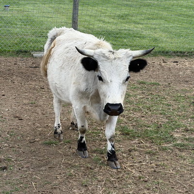 RBR Mini Pearl profile picture