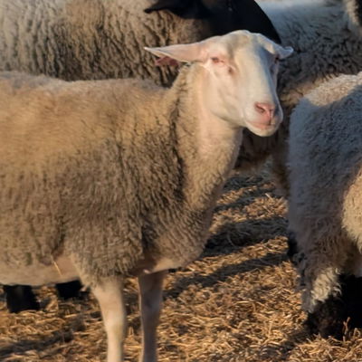 Ricotta profile picture