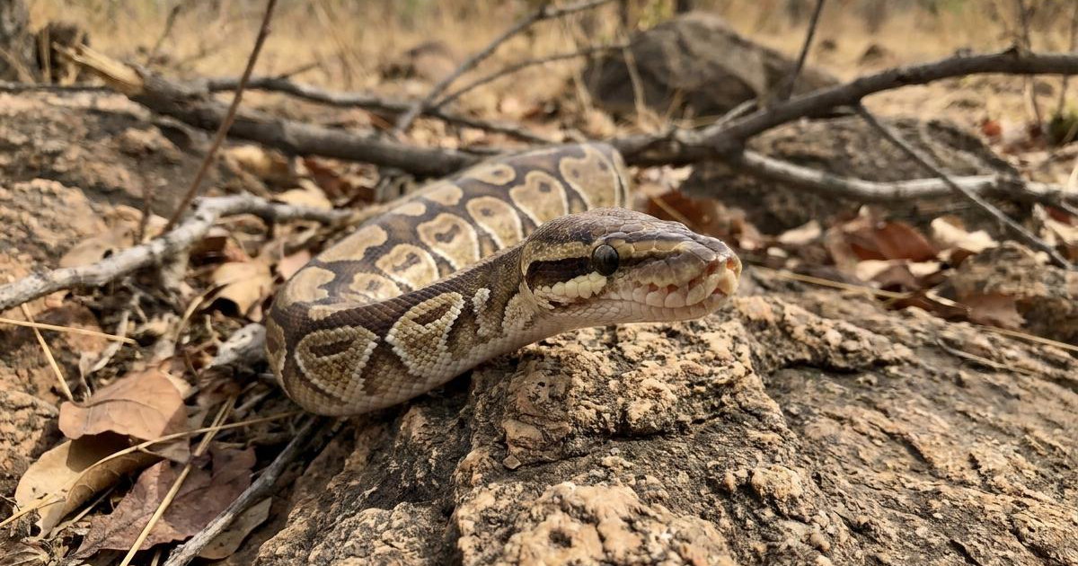 Python Creatures Scaleless Head Ball Python: Breed Facts, Prices & Breeders | Creatures