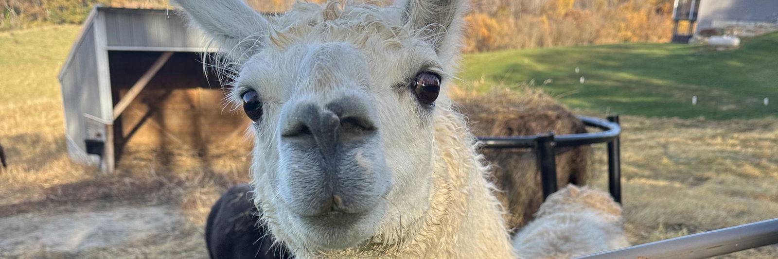 Toby's Chilean Chester profile cover image