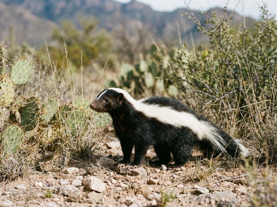 American hog-nosed skunk