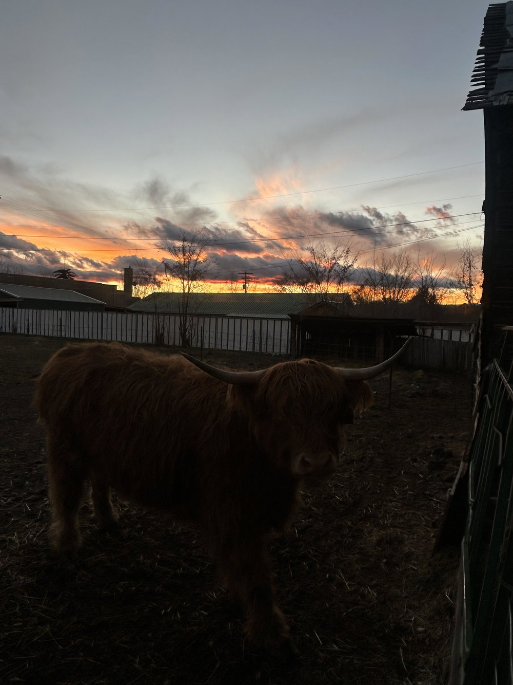 JT mini cow co, photo 4