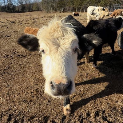 Sadie profile picture