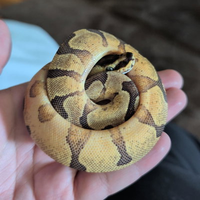 Diablo profile picture