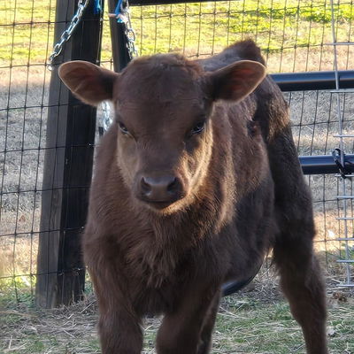 CCF Dun Gotta Remington "REMI" profile picture