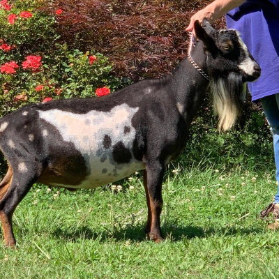 GCH Gypsy Moon WP Warparty ++B profile picture