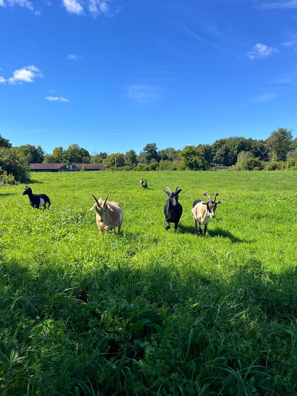 Meet the Goats & Paint your own Goat Loaf collectible original sculpture! BYOB, photo 4