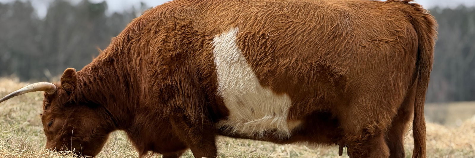 Sundae profile cover image