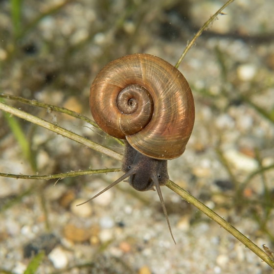 ramshorn snail