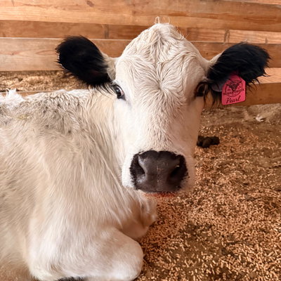 Pearl profile picture