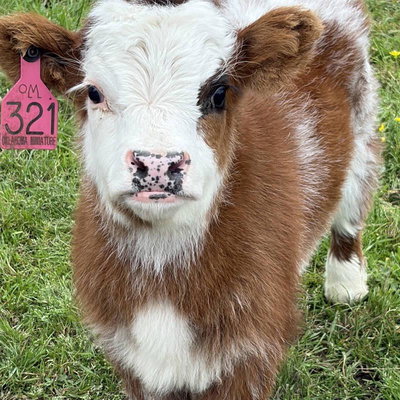 Raspberry profile picture