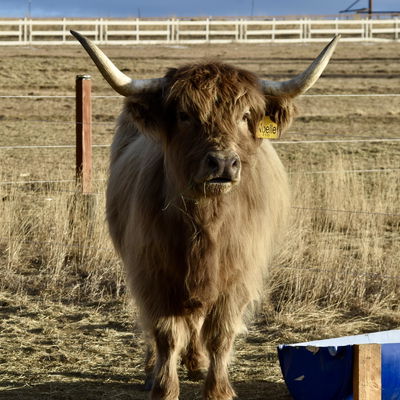 SNW Noelle profile picture