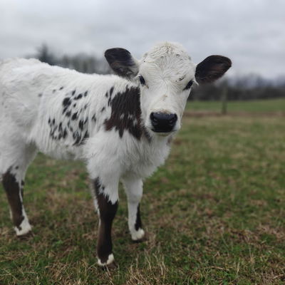 Knee Hi Baby profile picture