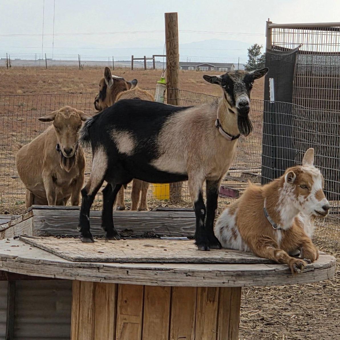 Baumgartner Acres AuroraDamsel (Damsel)