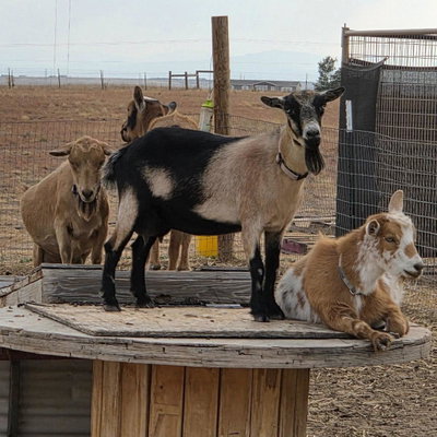 Baumgartner Acres AuroraDamsel (Damsel) profile picture