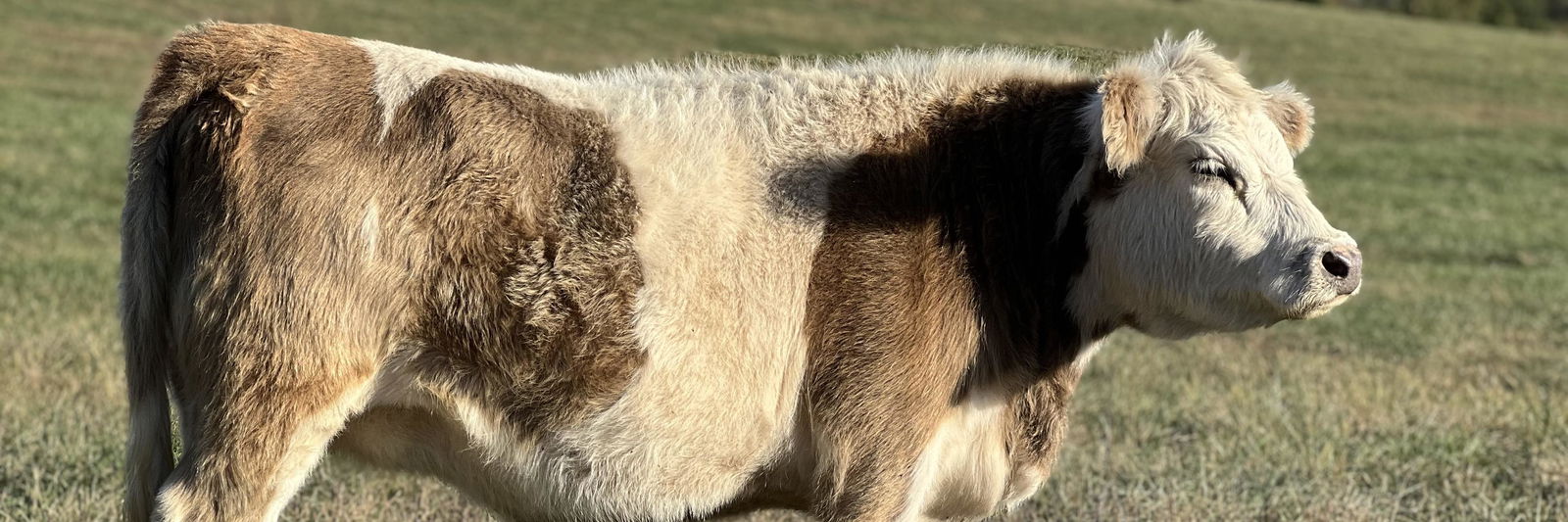 CCR Cricket profile cover image