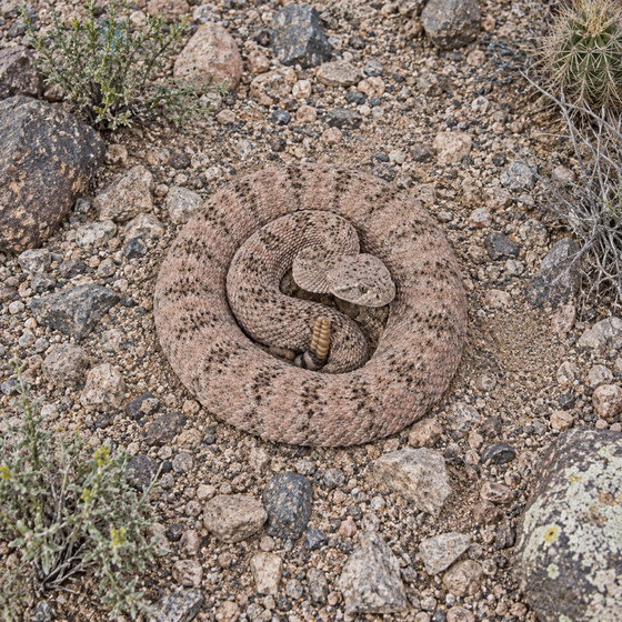 southwestern speckled rattlesnake