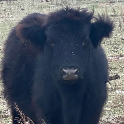 Loretta profile picture
