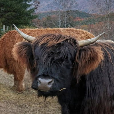 HHA Piper profile picture