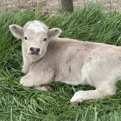 Holly's Heifer profile picture