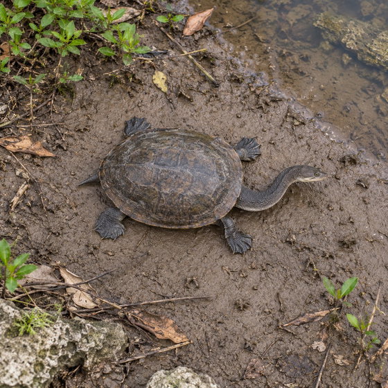 McCord's snakeneck turtle