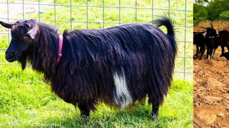 DCB Farms Lady Ophilia