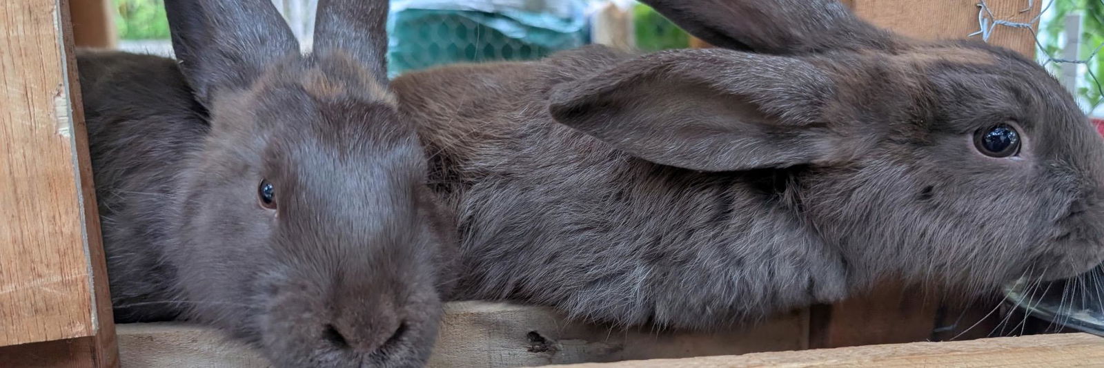 Ramirez Rabbitry profile cover image