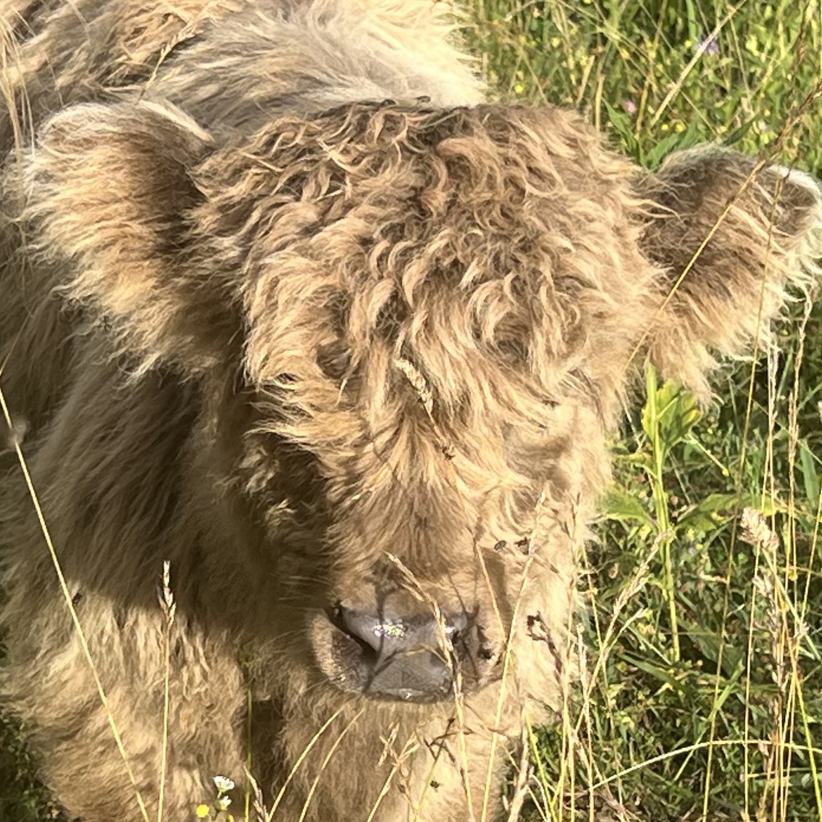 Kizmet Farm profile picture