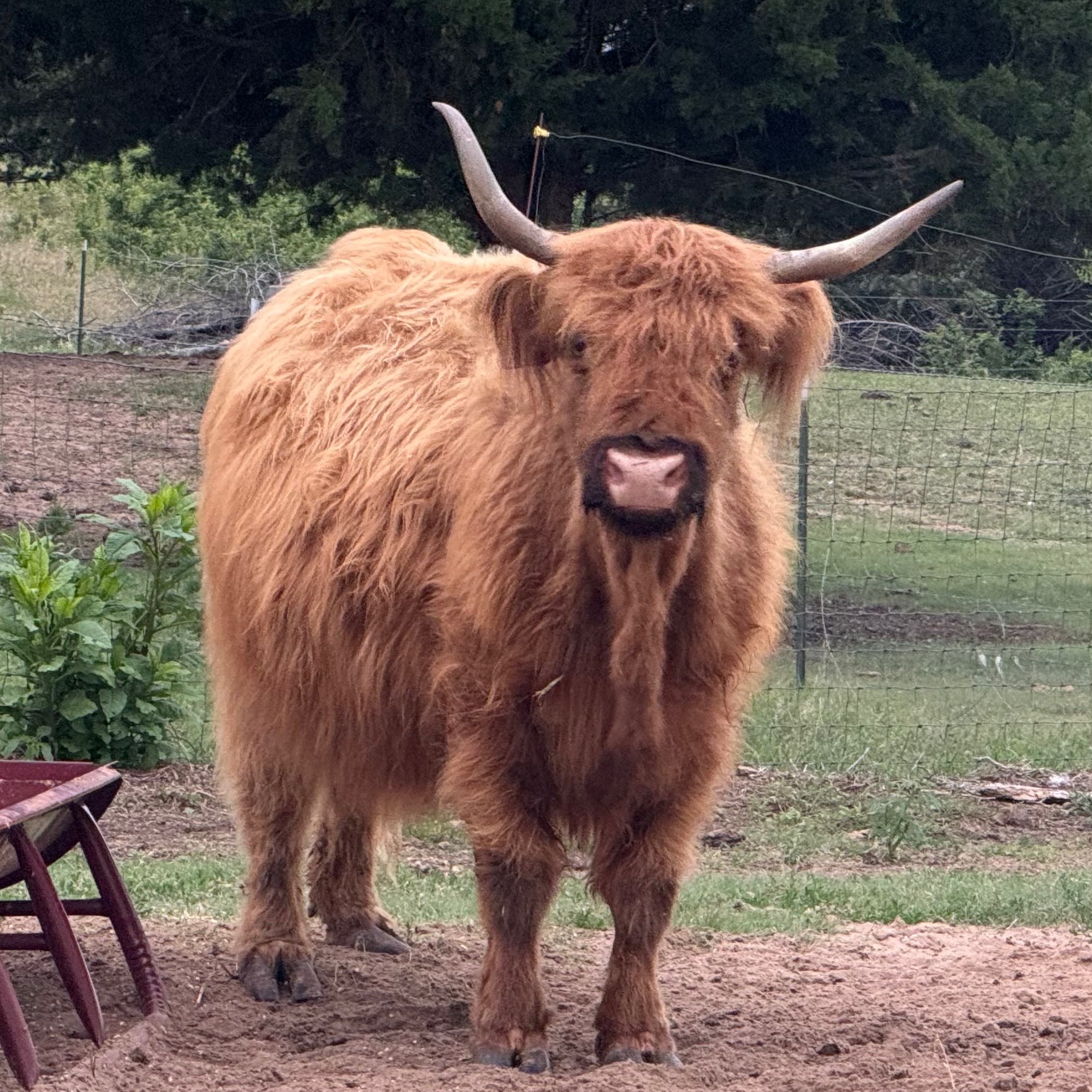 FTH Moo West