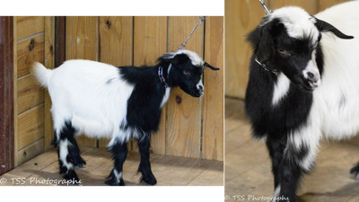 DCB Farms Lady Ophilia x SRL Mick Buck/Wether 1 profile picture