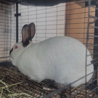 Lola profile picture