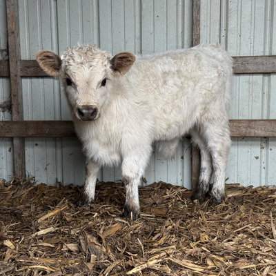 HighPark Bull profile picture