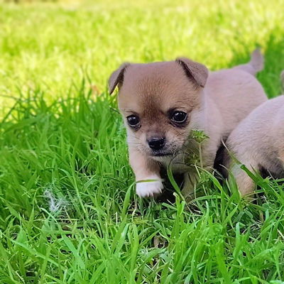 Lil Kip profile picture