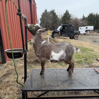 Oreo profile picture