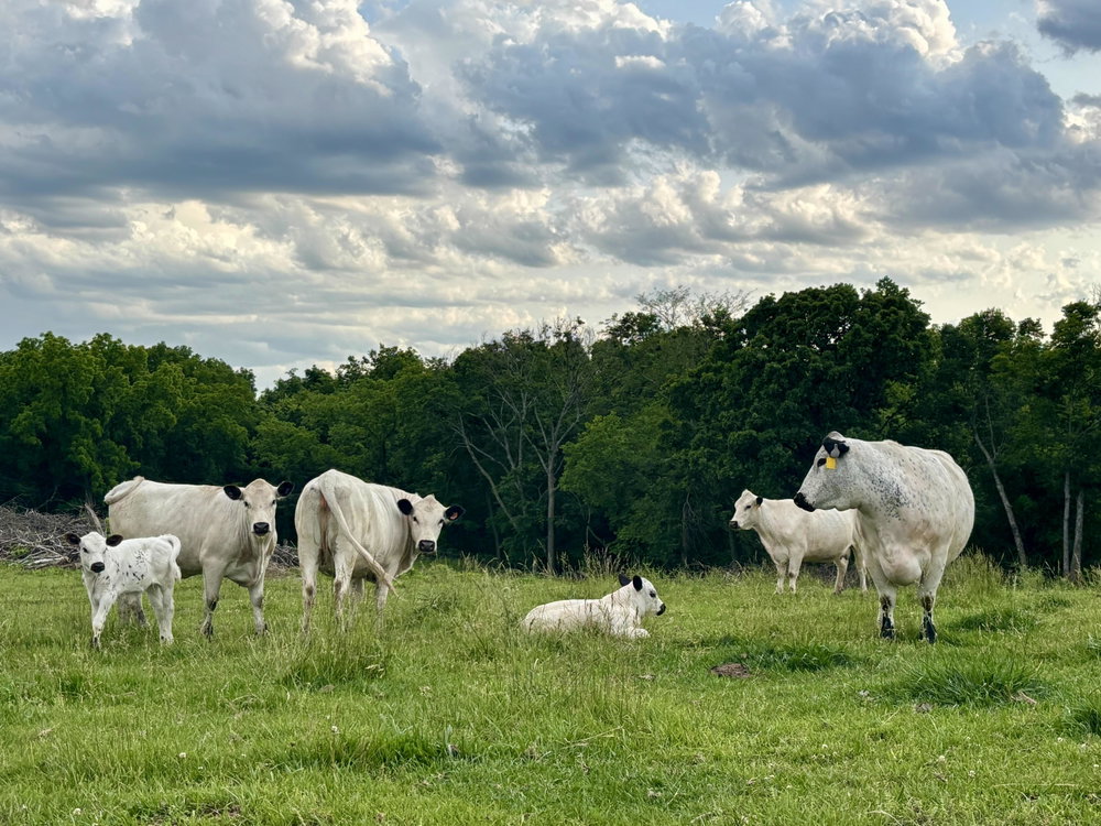 BW Steer, photo 5