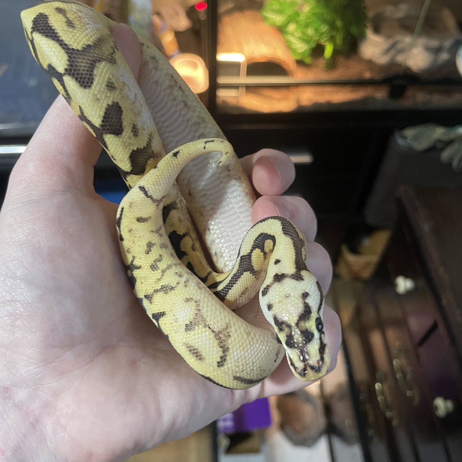 Nanners
