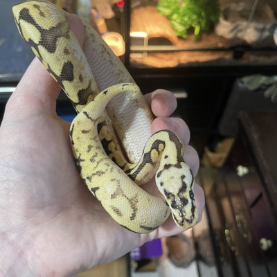 Nanners profile picture