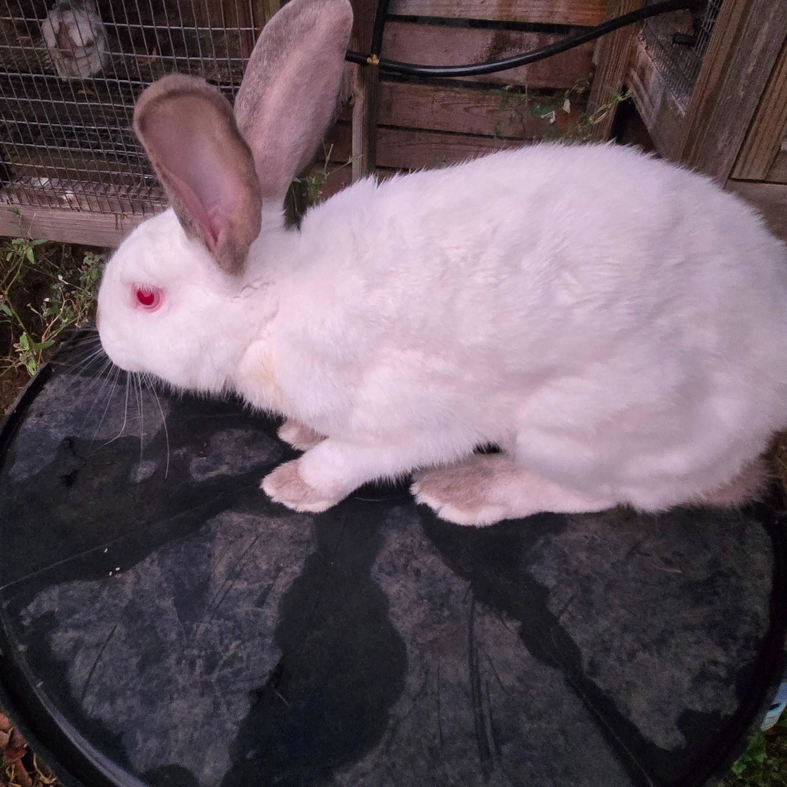 Apollo