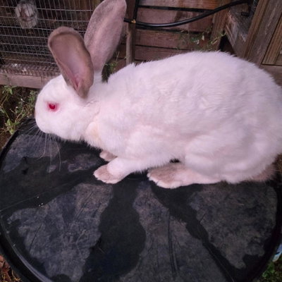 Apollo profile picture