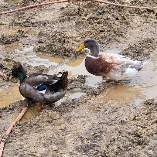 2 Ducks