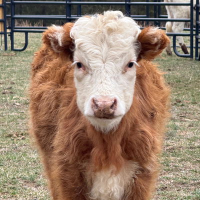 Jewels profile picture