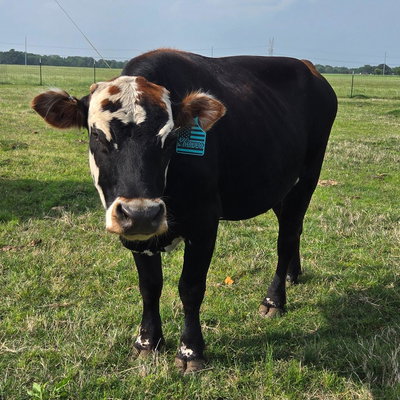 Rhianna profile picture