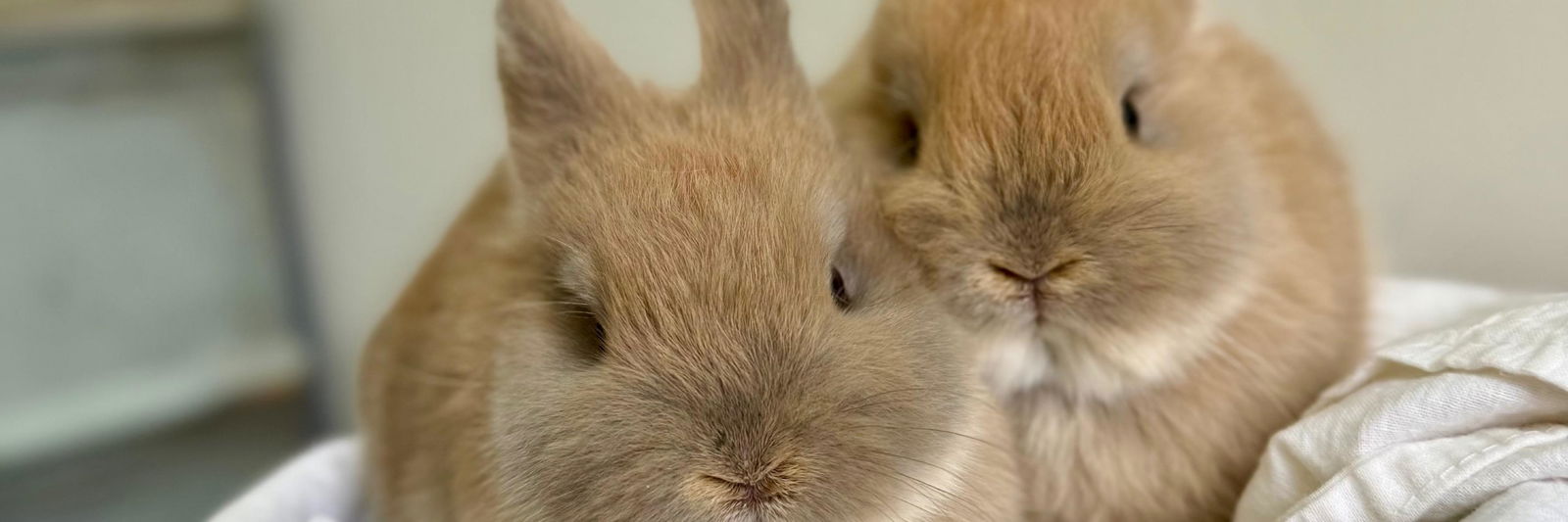 Green Ember Rabbitry profile cover image