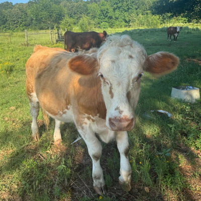 Chuck profile picture