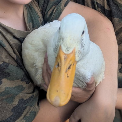 Penny profile picture