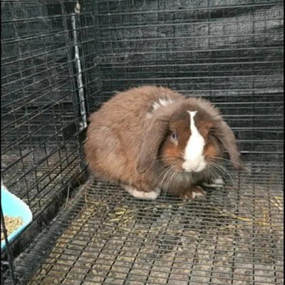 The Hop Along Ranch Oliver profile picture