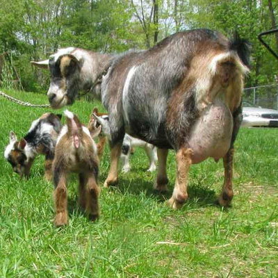 Hames & Axle Farm profile picture