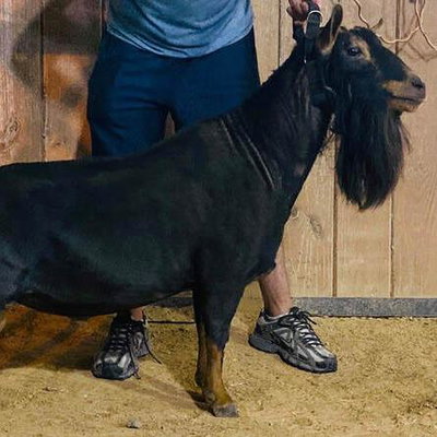 GCH Old Mountain Farm Bold Hart +*B profile picture